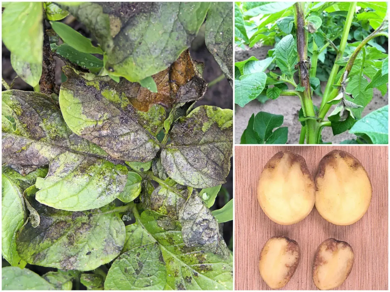 Liście ziemniak&oacute;w z plamami, łodyga z objawami choroby i przekrojone ziemniaki z ciemnymi przebarwieniami.