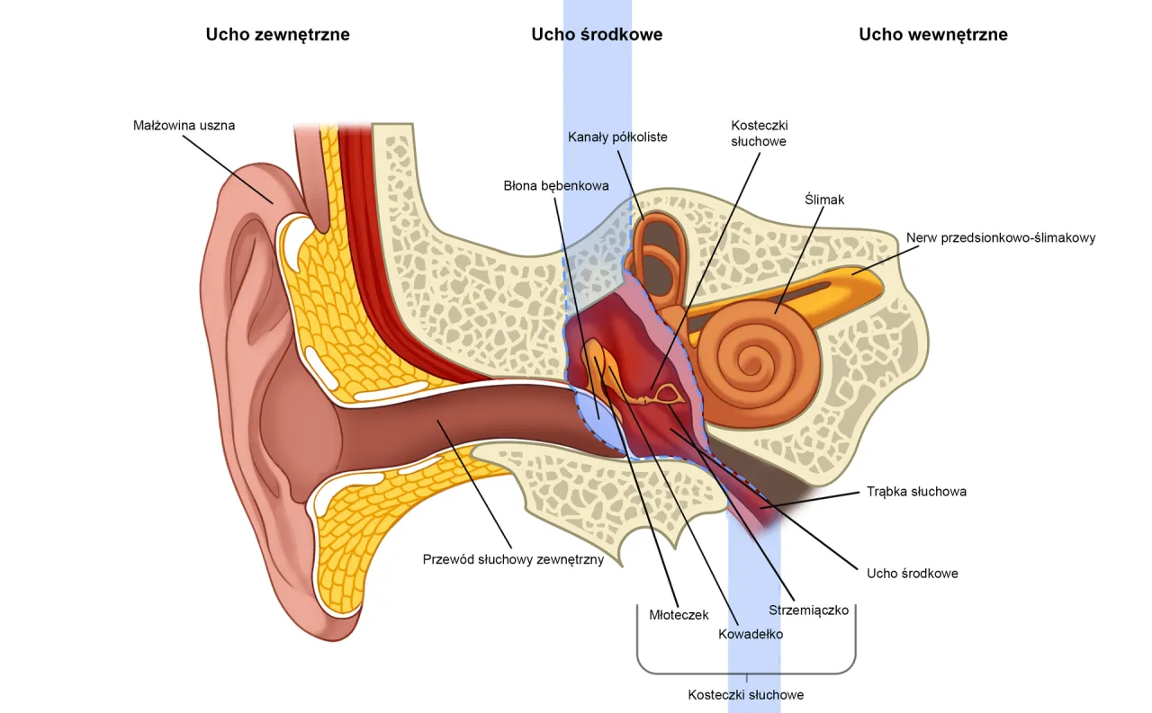 anatomia ucha wewnętrznego układ przedsionkowy
