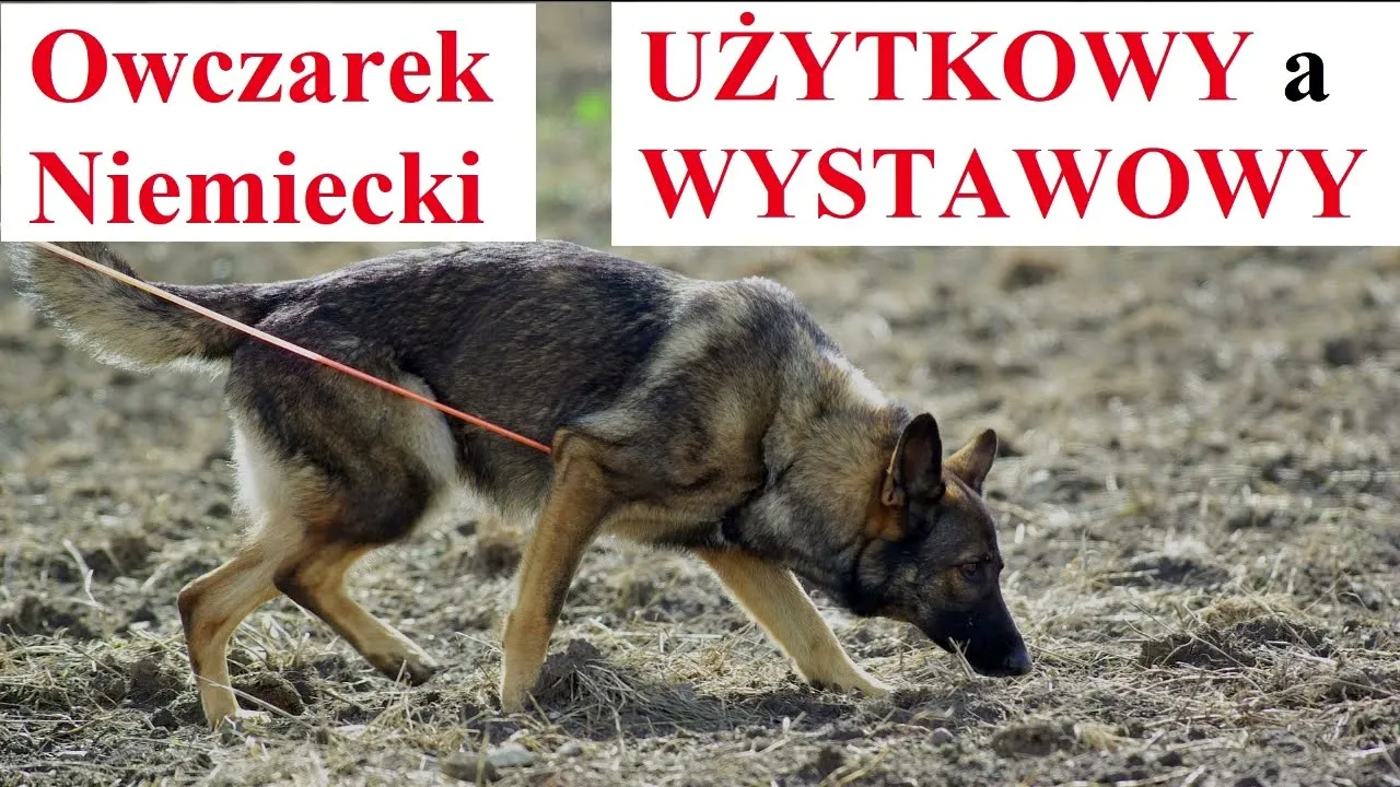 Owczarek niemiecki linia użytkowa vs wystawowa