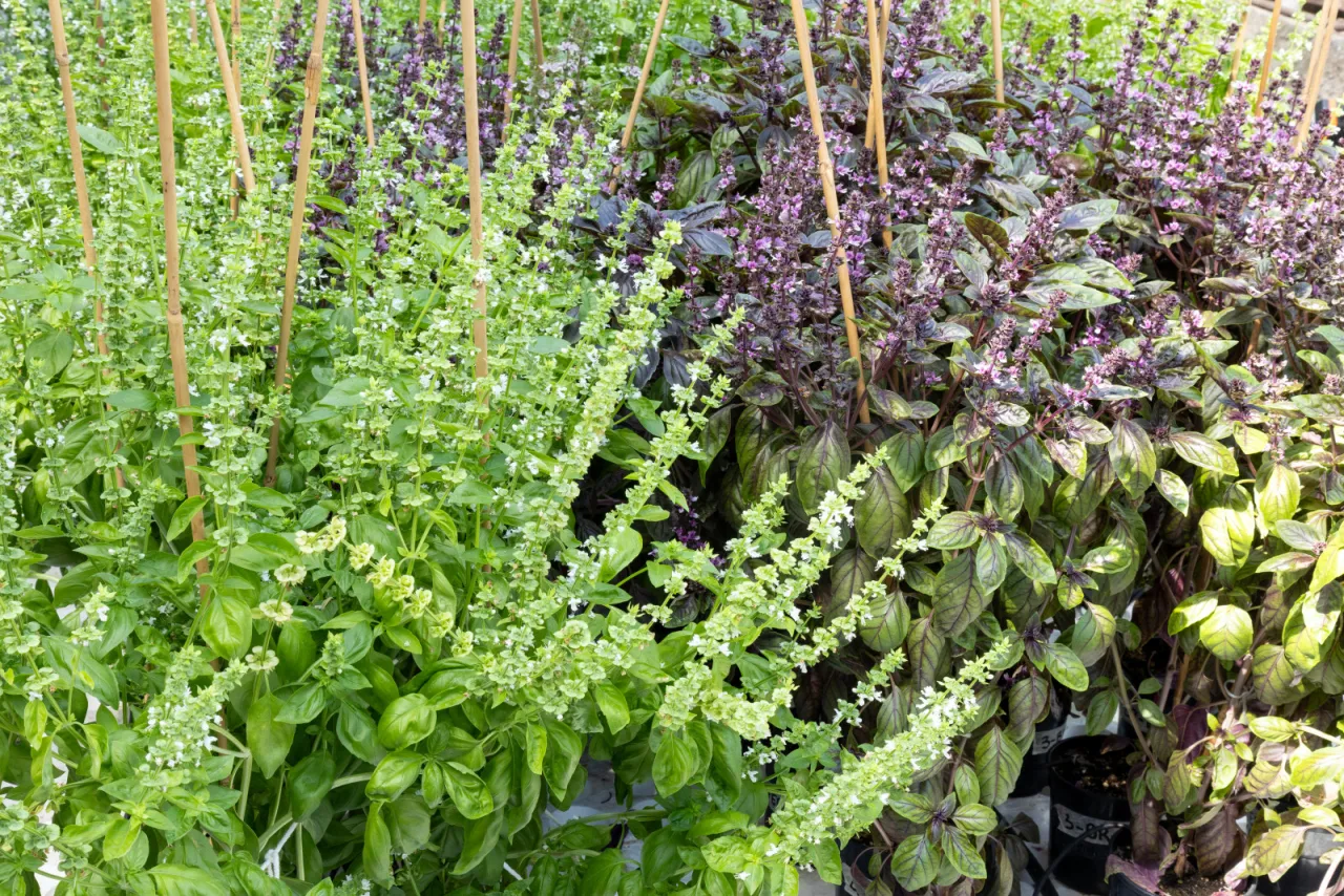 Zielona i fioletowa bazylia kwitnie, gotowa do zbioru. Kiedy zbierać bazylię? Najlepiej przed kwitnieniem, by zachować aromat.
