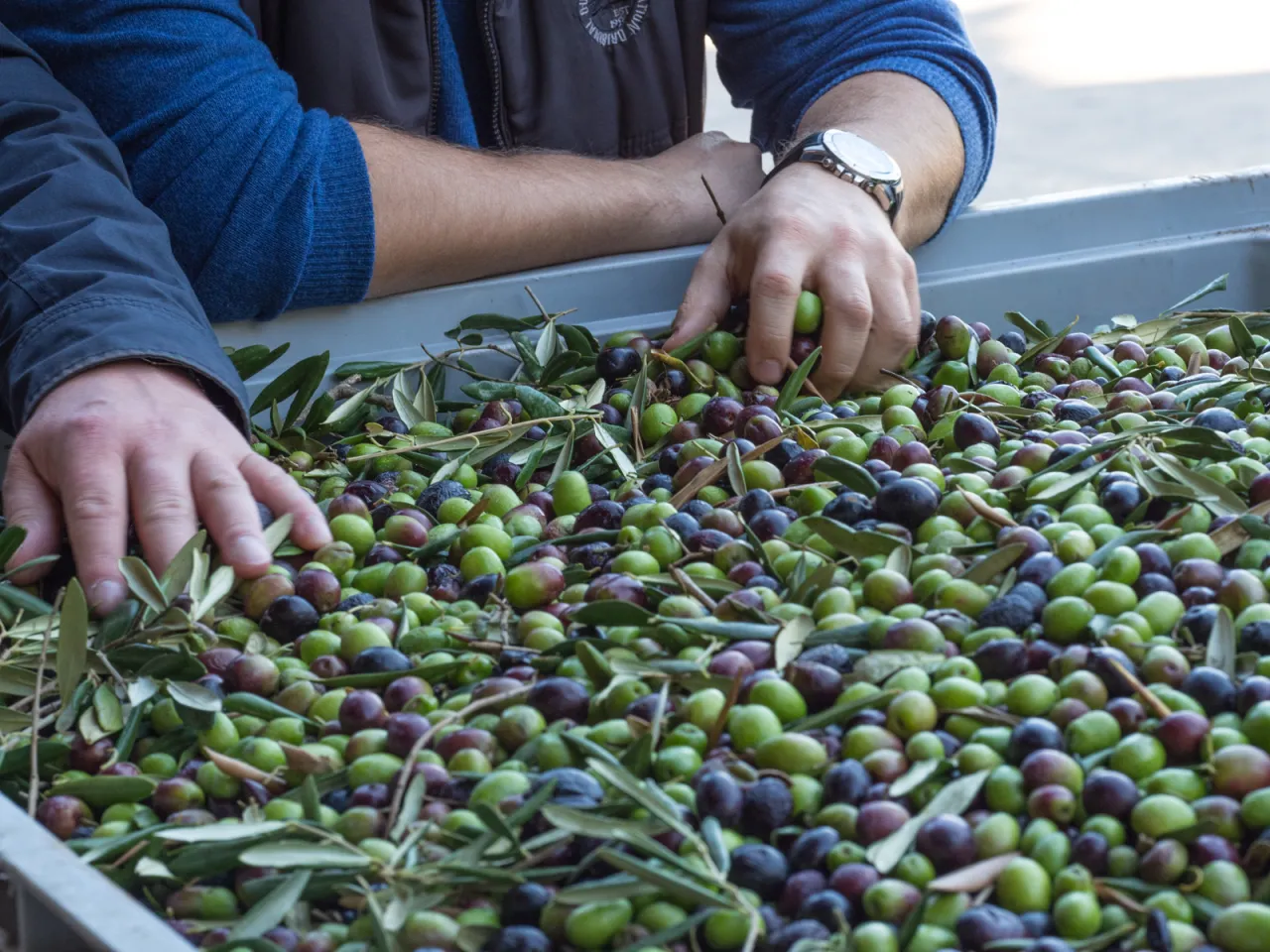 porównanie oliwy z oliwek masła smalcu