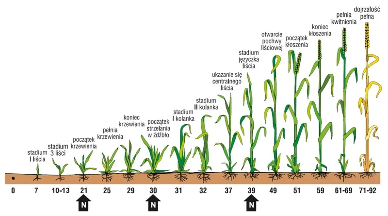 pszenżyto ozime fazy rozwojowe nawożenie azotem