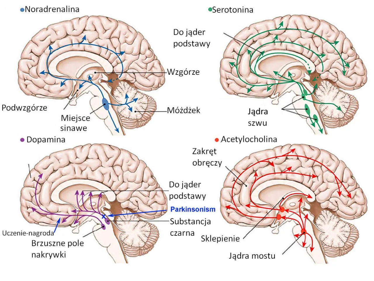 mózg połączony z układem hormonalnym koncepcja