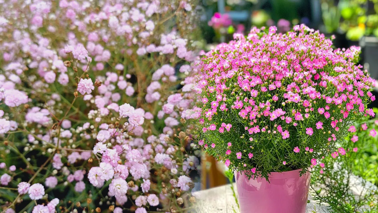 sadzenie gipsówki krok po kroku