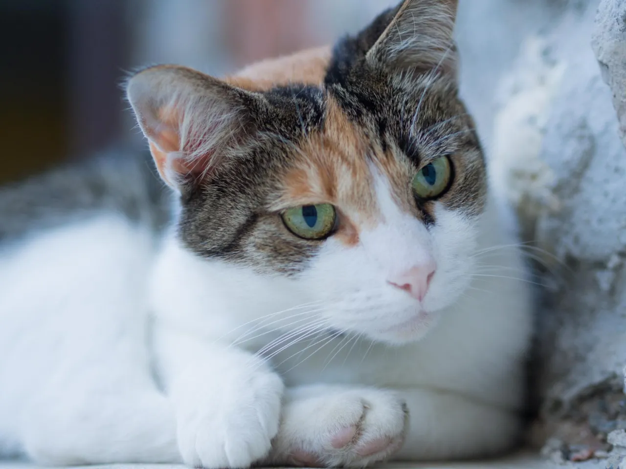 Tr&oacute;jkolorowy kot z zielonymi oczami, zastanawiający się, czy koty mogą jeść czekoladę.