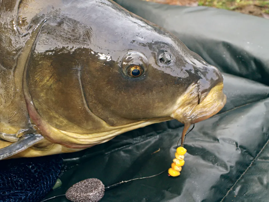 przypony wędkarskie szczupak karp