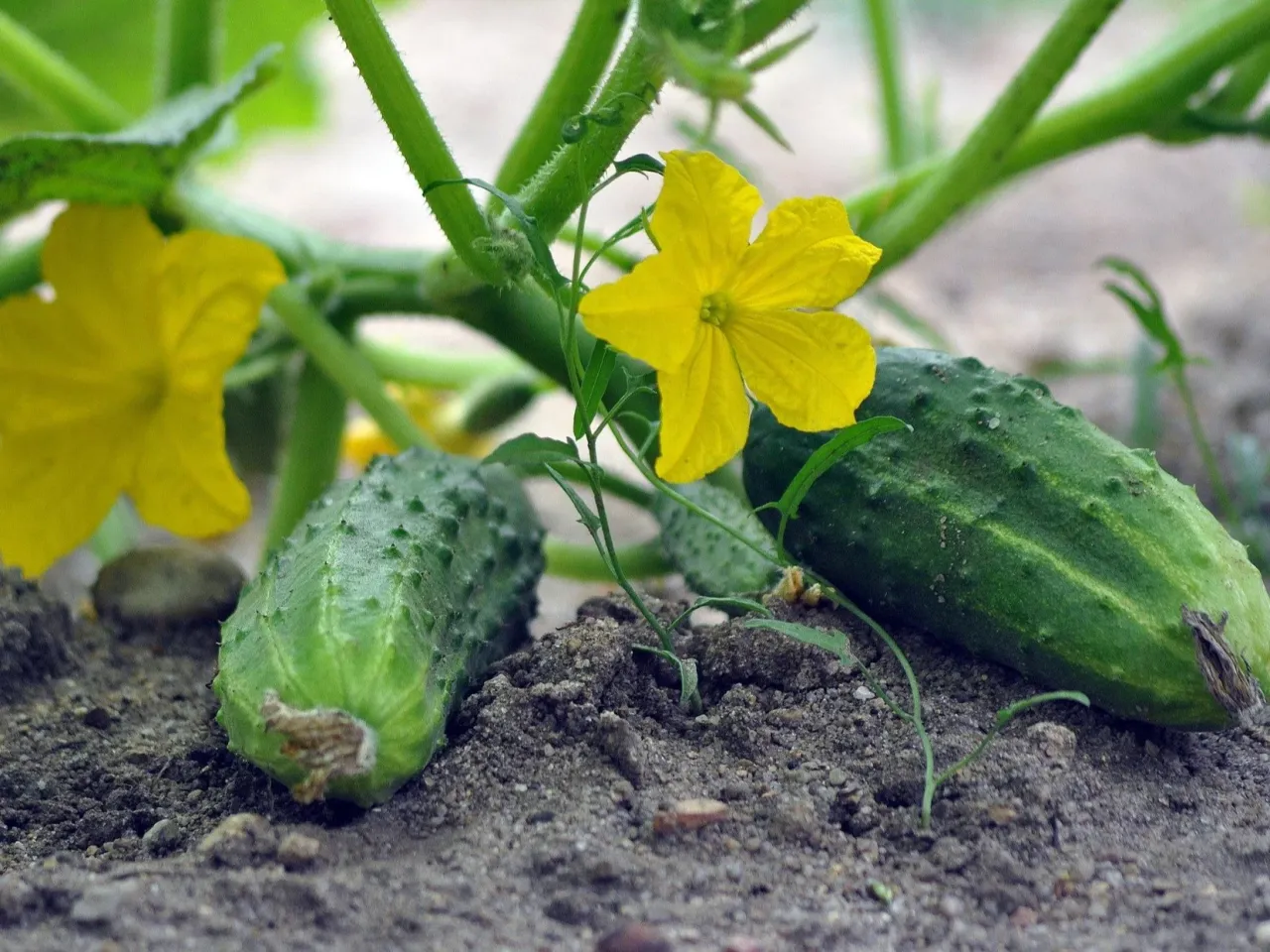 Młode og&oacute;rki rosnące w ziemi, obok ż&oacute;łtych kwiat&oacute;w. To nie jest odpowiedź na pytanie, dlaczego og&oacute;rki nie kwitną, lecz dow&oacute;d, że kwitną!