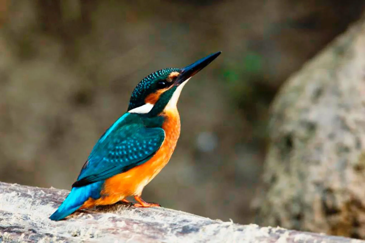 Kolorowy zimorodek na gałęzi, z błękitnymi skrzydłami i pomarańczowym brzuchem. Czy zimorodek odlatuje na zimę?