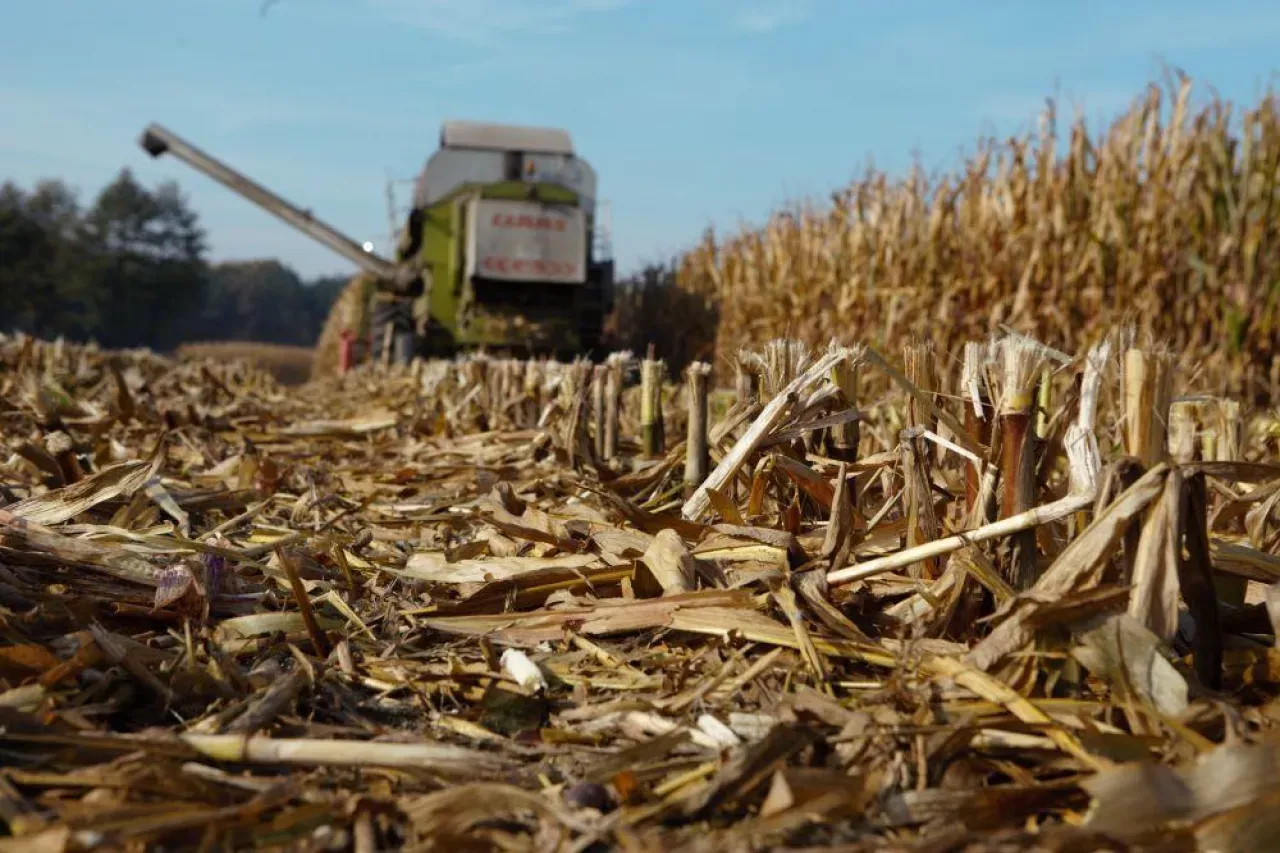 analiza gleby wapnowanie kukurydza