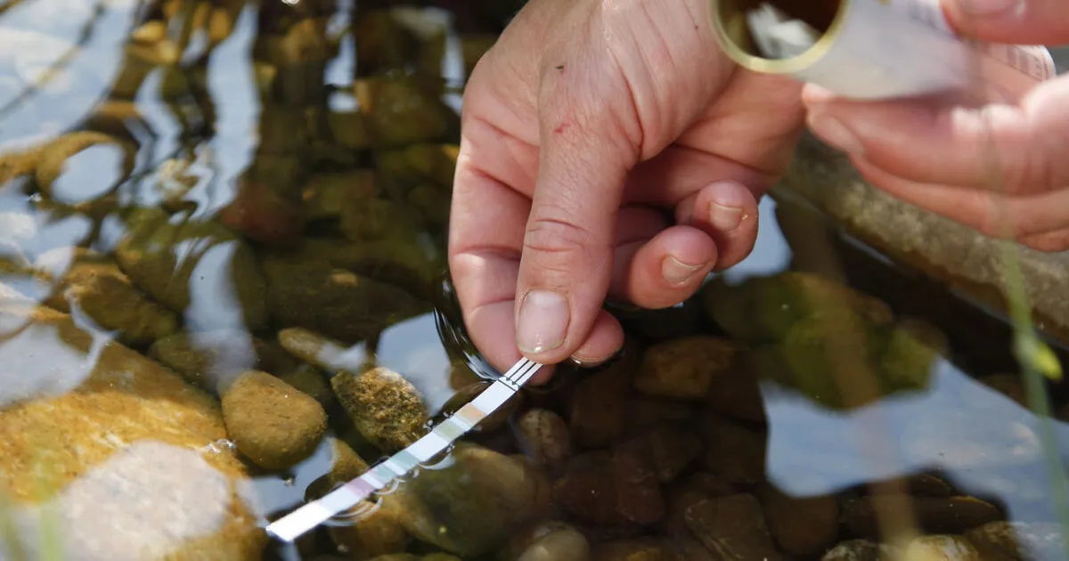 Zdjęcie Grünes Wasser im Teich wieder klar bekommen: Effektive Lösungen und Tipps