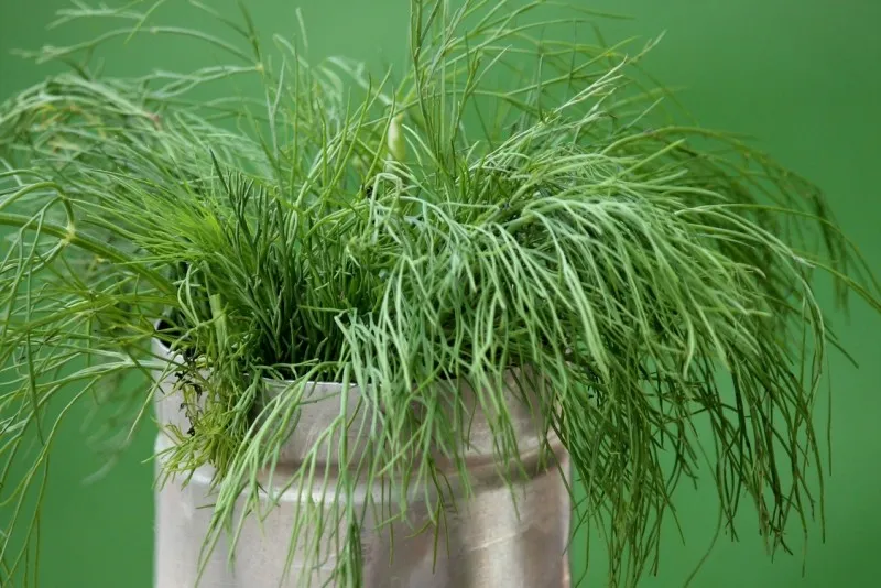 koperek w doniczce na parapecie