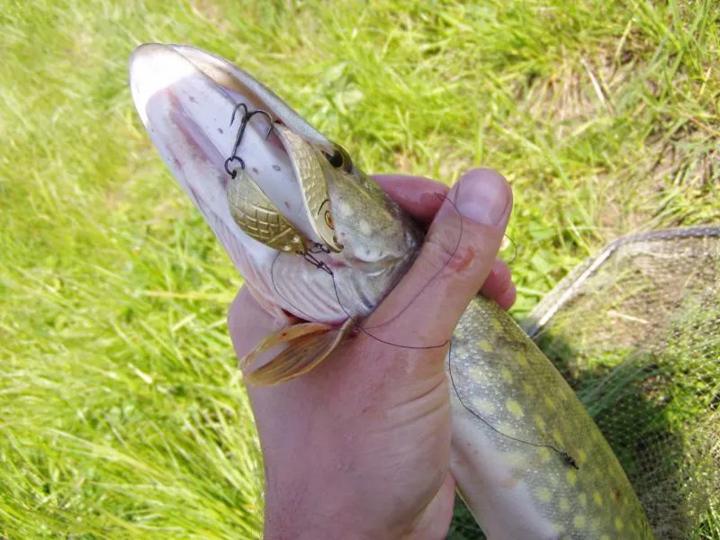 zerwana żyłka vs złowiona ryba