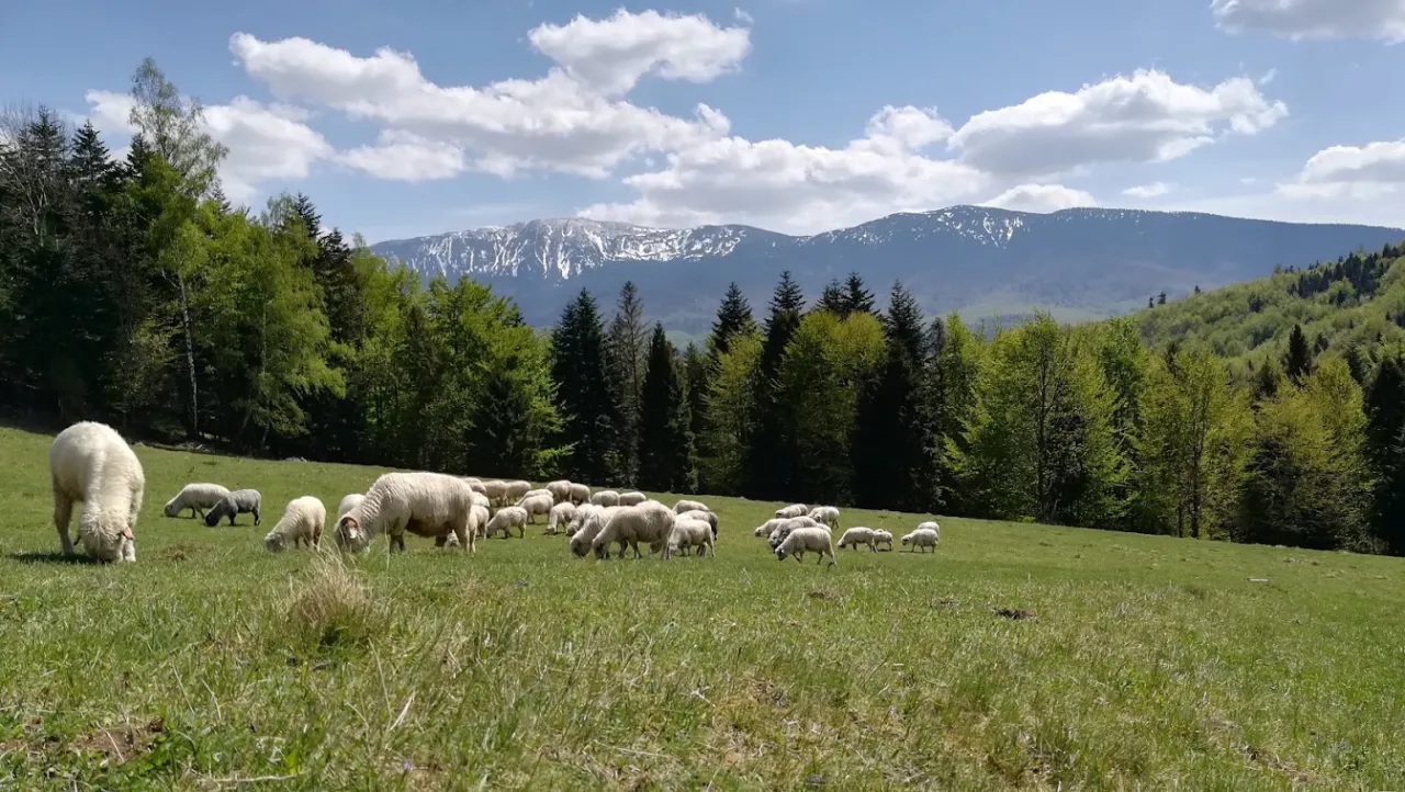 Zdjęcie Najlepsze atrakcje na Babiej Górze – odkryj ukryte piękno regionu