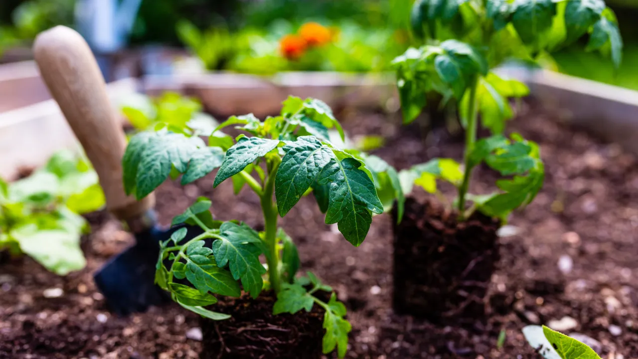 Sadzenie pomidor&oacute;w po zimnej Zośce