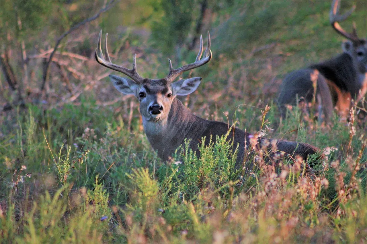Piękny jeleń z okazałym porożem, co ustrzelił myśliwy. Stoi w trawie, w tle widać drugiego osobnika.