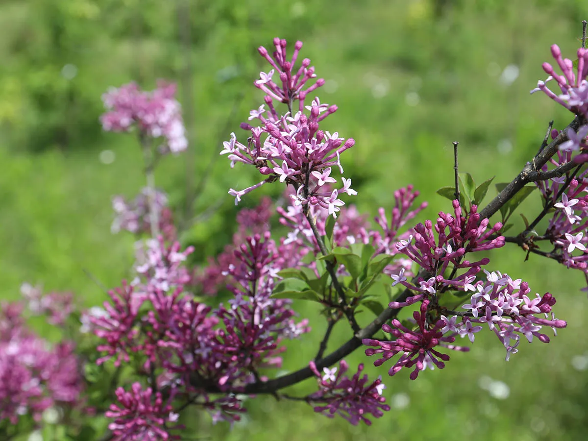Przycinanie bzu po kwitnieniu