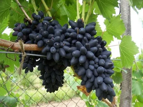 różne odmiany winogron do sadzenia w Polsce