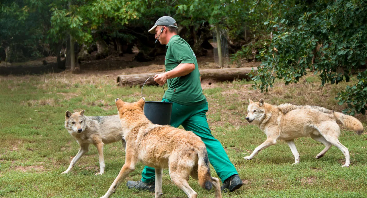 Wölfe im Wildparadies Tripsdrill