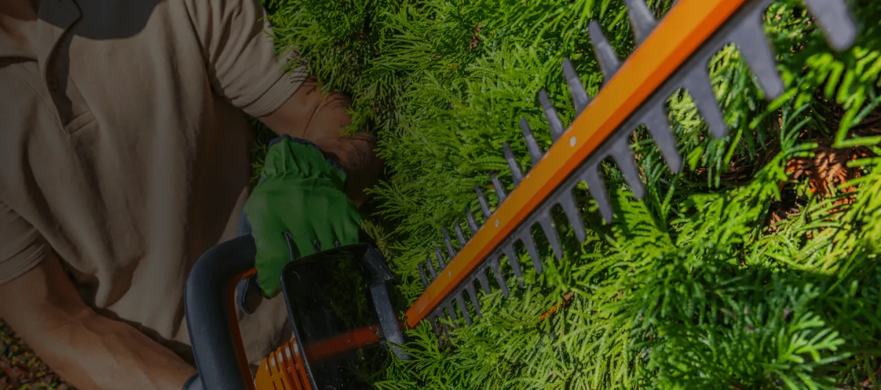 Przycinanie żywopłotu z tui