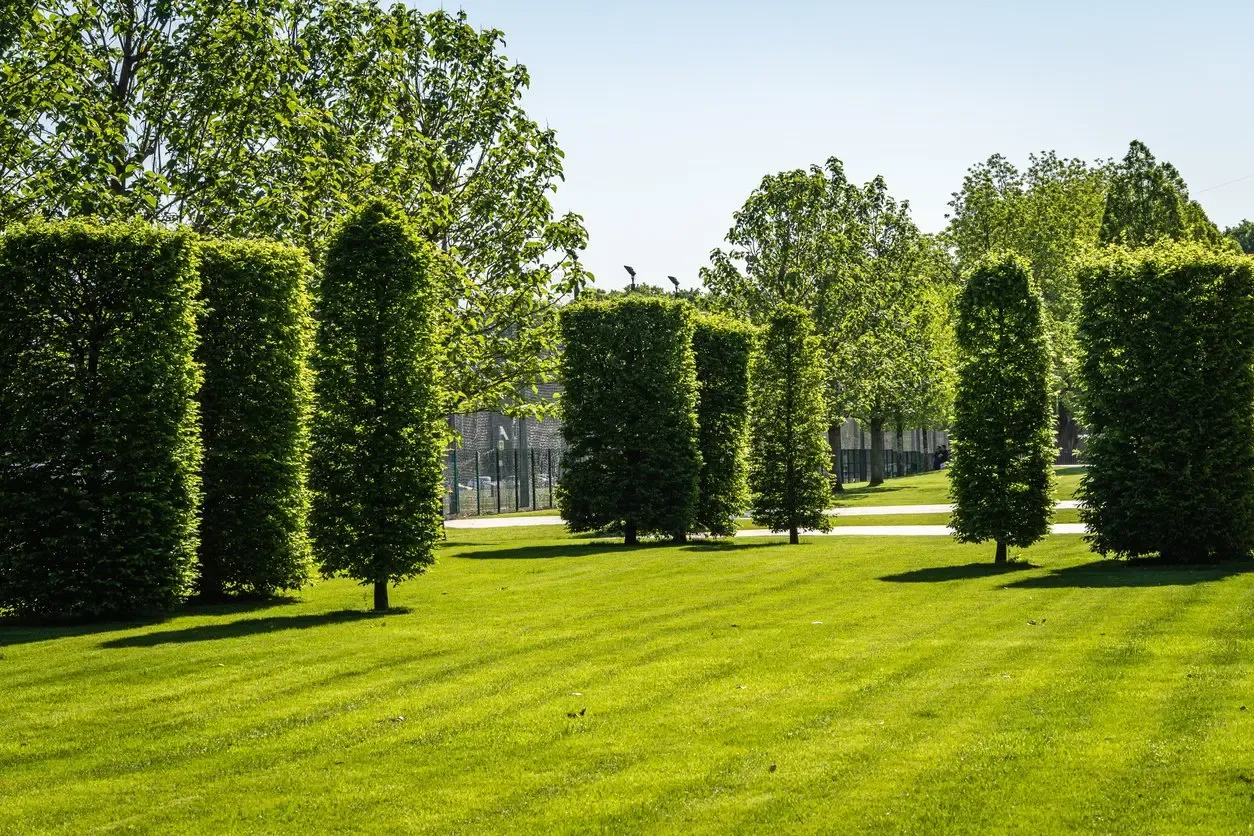 Grab pospolity kolumnowy