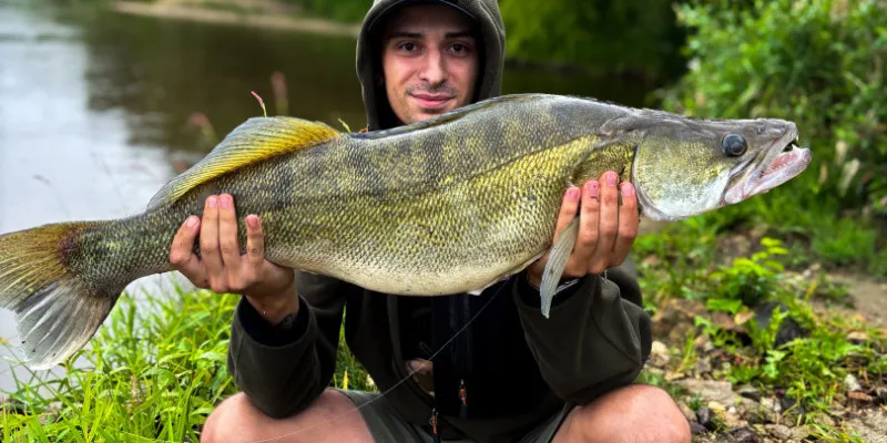 wędkarz nad jeziorem łukcze, złowiony sandacz