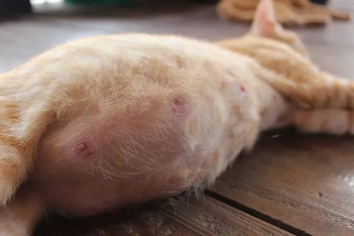 różowe sutki u ciężarnej kotki z bliska