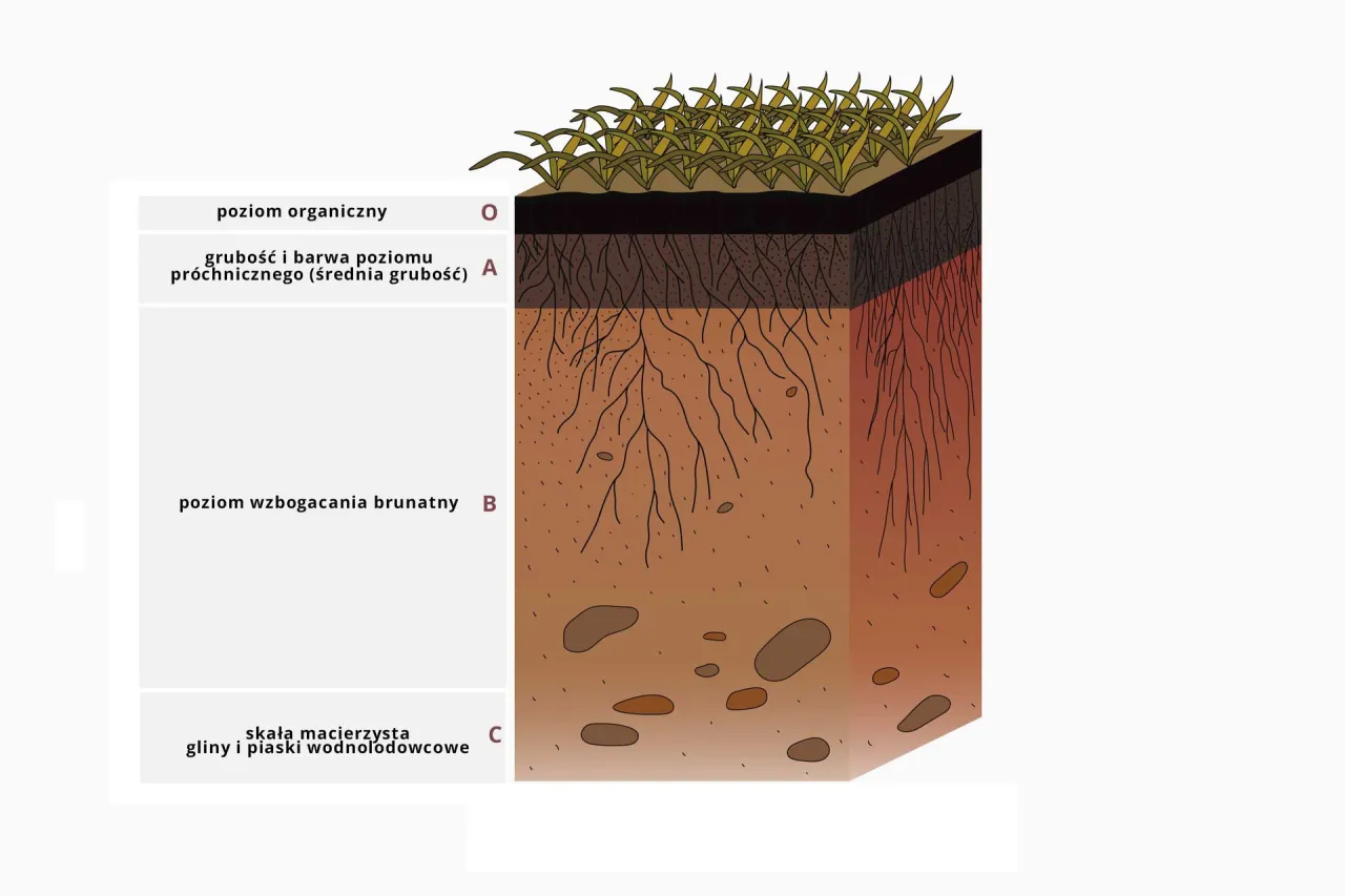 przekr&oacute;j gleby piaszczystej z materią organiczną