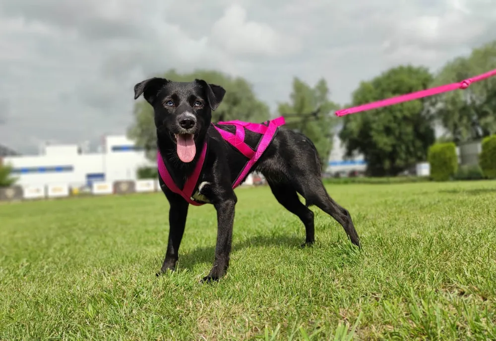 pies w szelkach do canicrossu