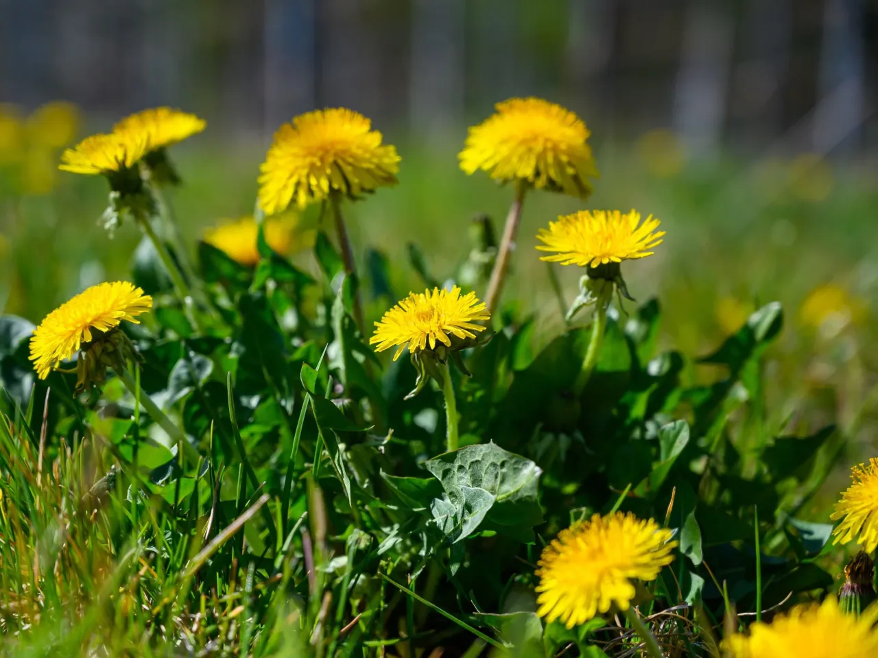 ż&oacute;łte chwasty trawnik