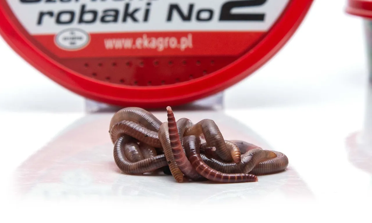 opakowanie robaków na ryby wysyłka