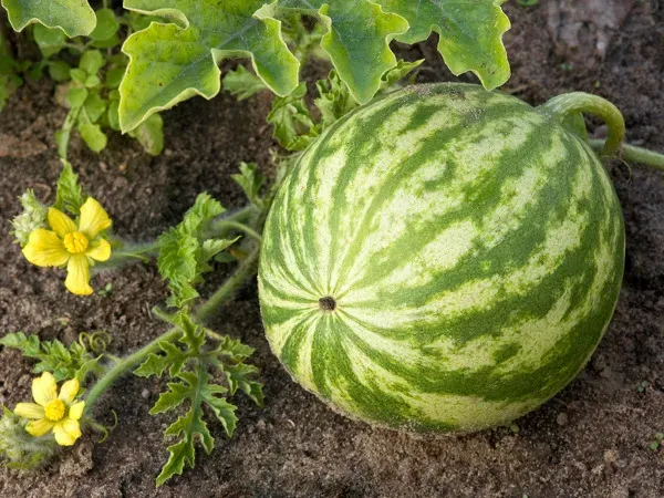 różne odmiany arbuza do uprawy w Polsce