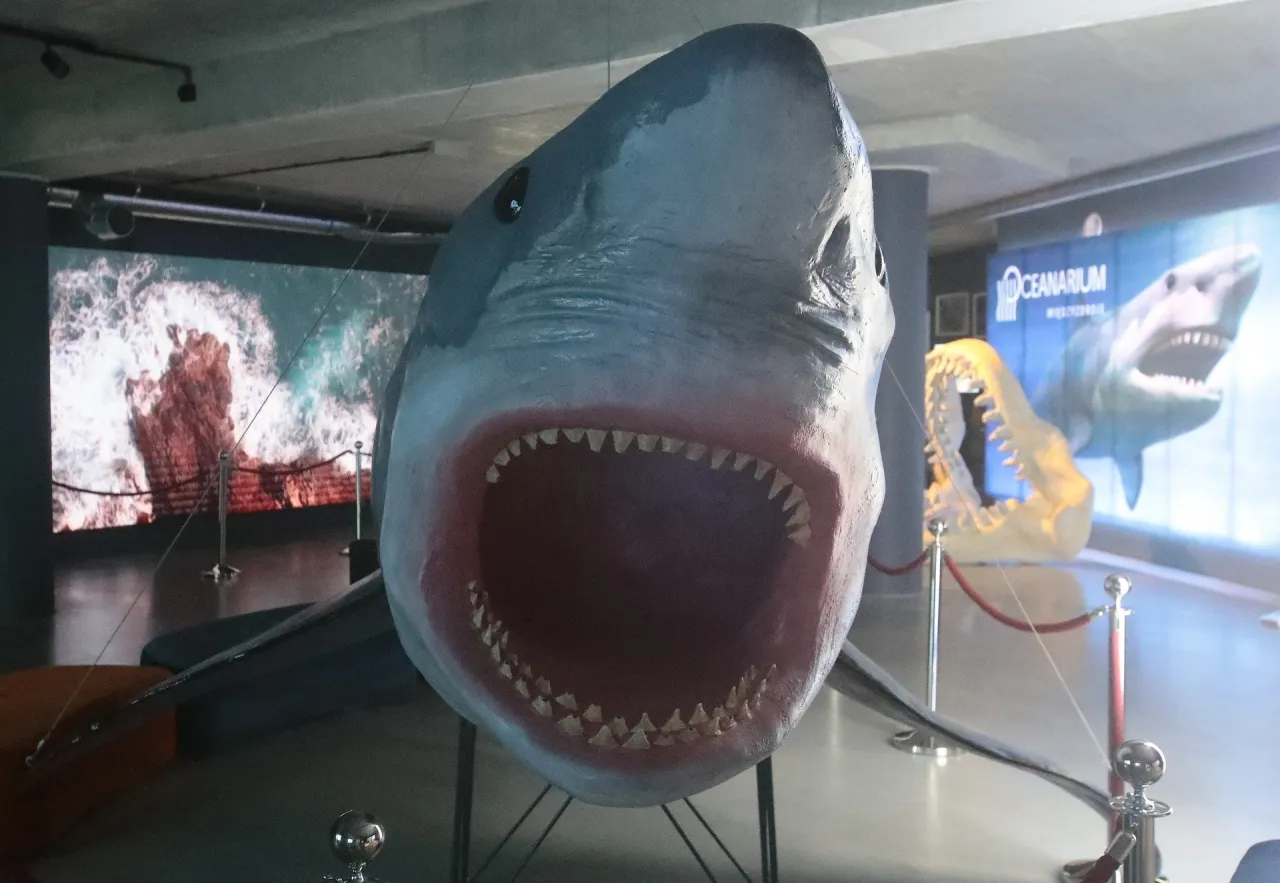 Shark Bar Oceanarium Międzyzdroje wnętrze widok na akwarium