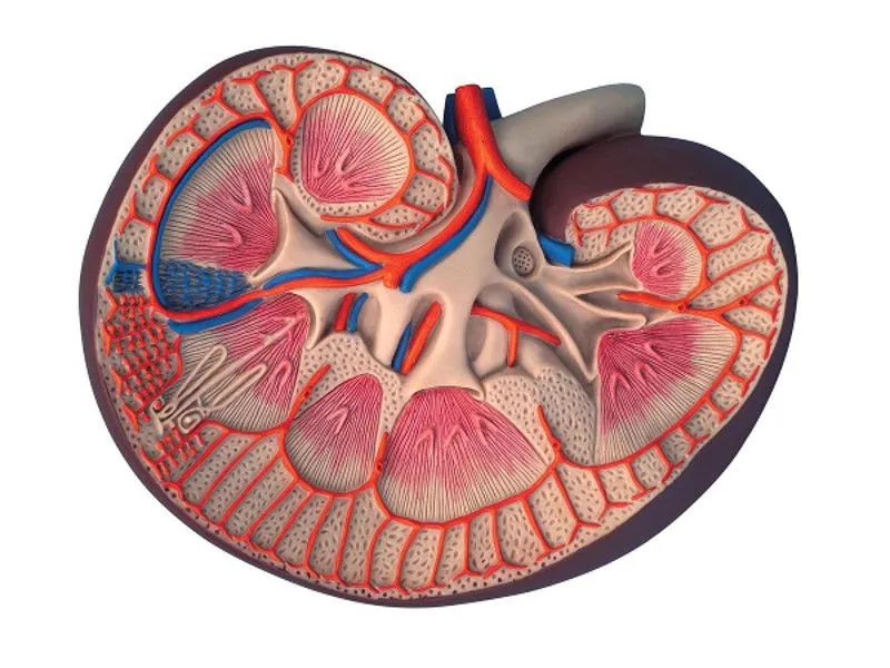 przekrój nerki ludzkiej