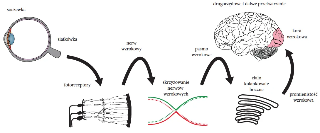 mózg przetwarzanie obrazu wzrokowego