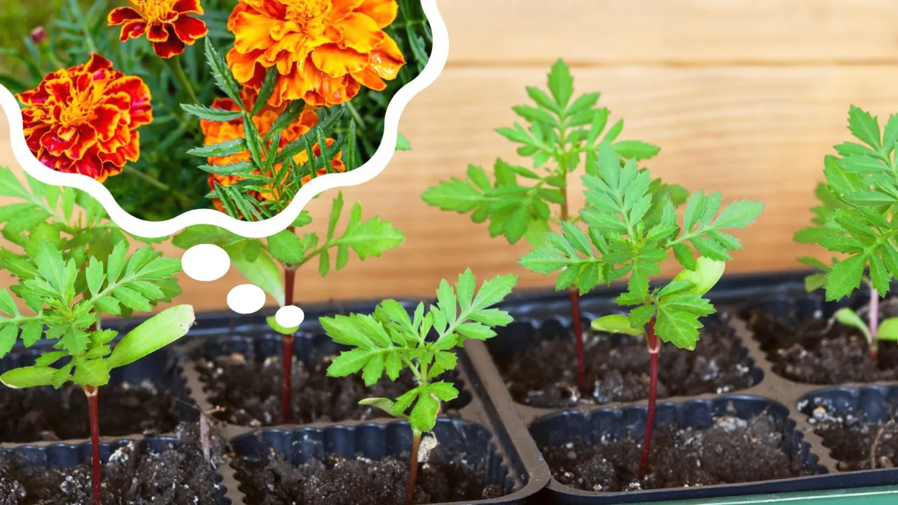 aksamitki siew na rozsadę czy do gruntu porównanie