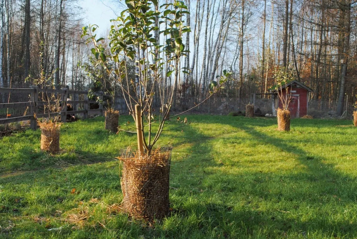 Młode drzewka w przydomowym sadzie owocowym, zabezpieczone słomą i siatką, rosną na zielonej trawie. W tle las i czerwona szopa.