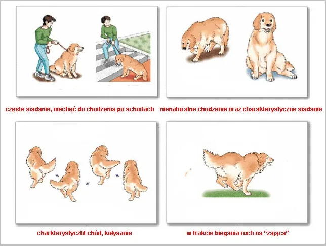 pies kulejący objawy, pies z artretyzmem