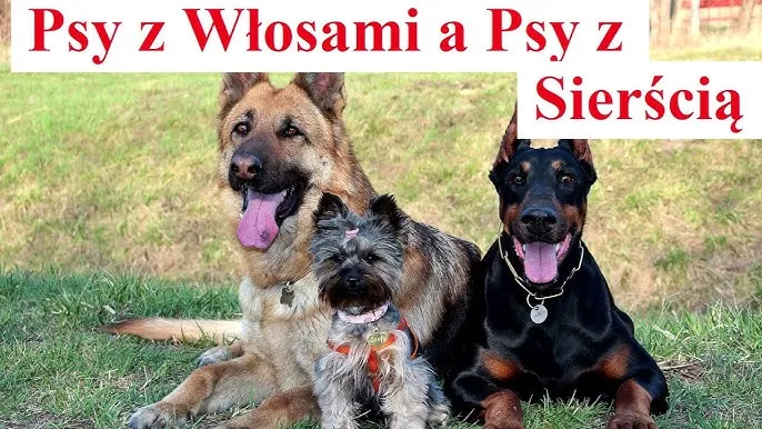 różnica między sierścią a włosem u psa grafika