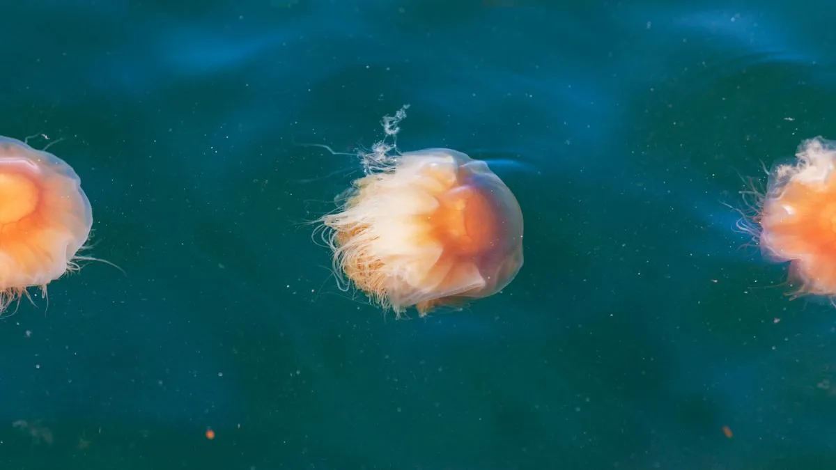 meduzy bałtyckie chełbia modra bełtwa festonowa porównanie