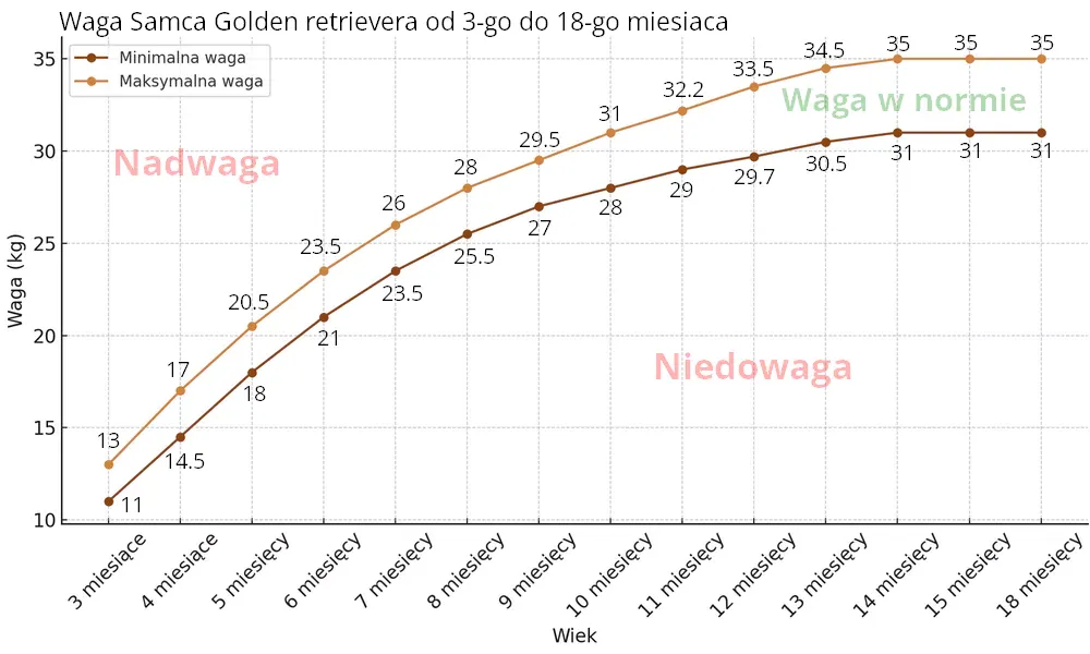 Golden Retriever szczeniak etapy wzrostu
