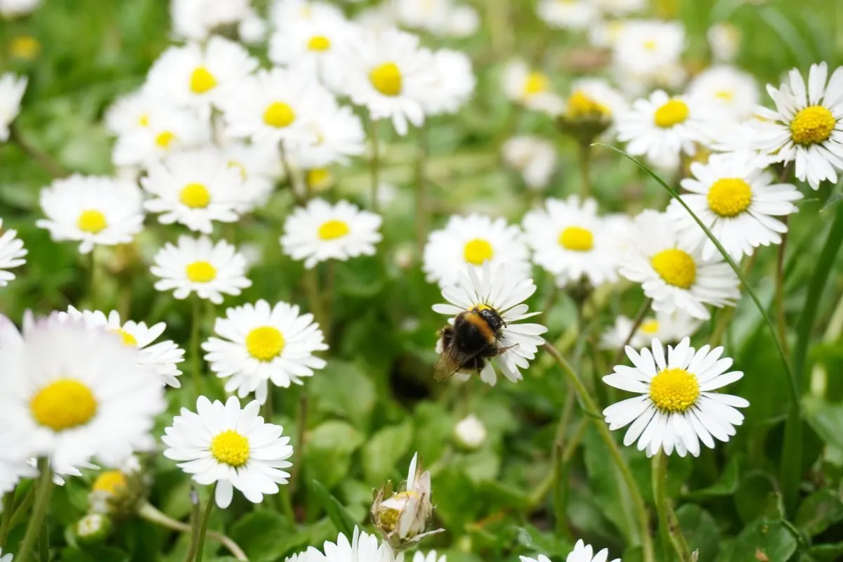 stokrotki w pełnym słońcu