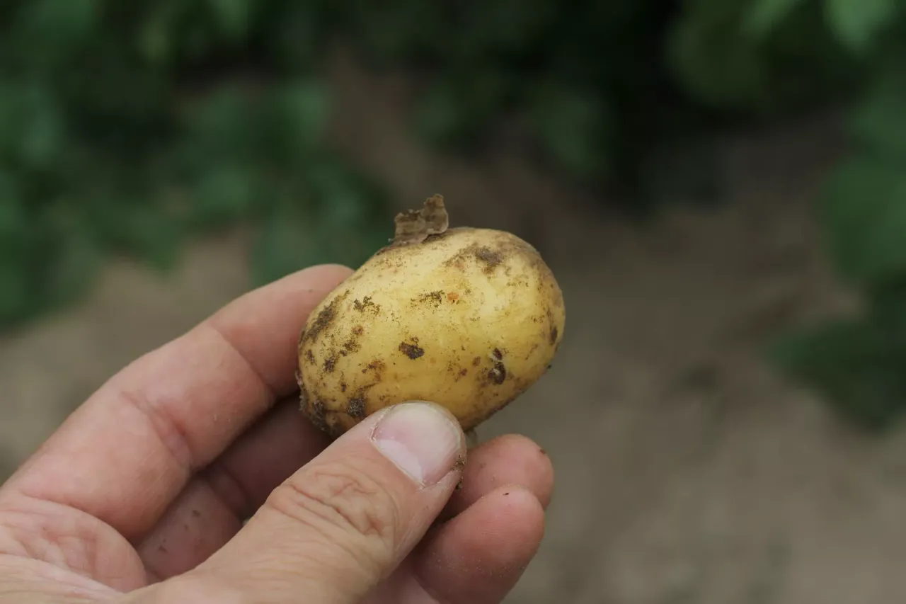 Dłoń trzyma małe, ziemiste bulwy ziemniaka, świeżo wykopane z ziemi.