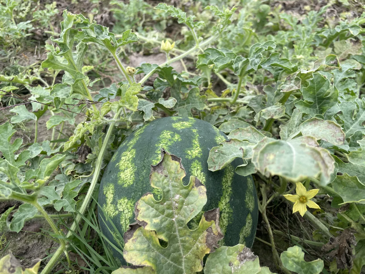 Plantacje arbuz&oacute;w w Europie Południowej