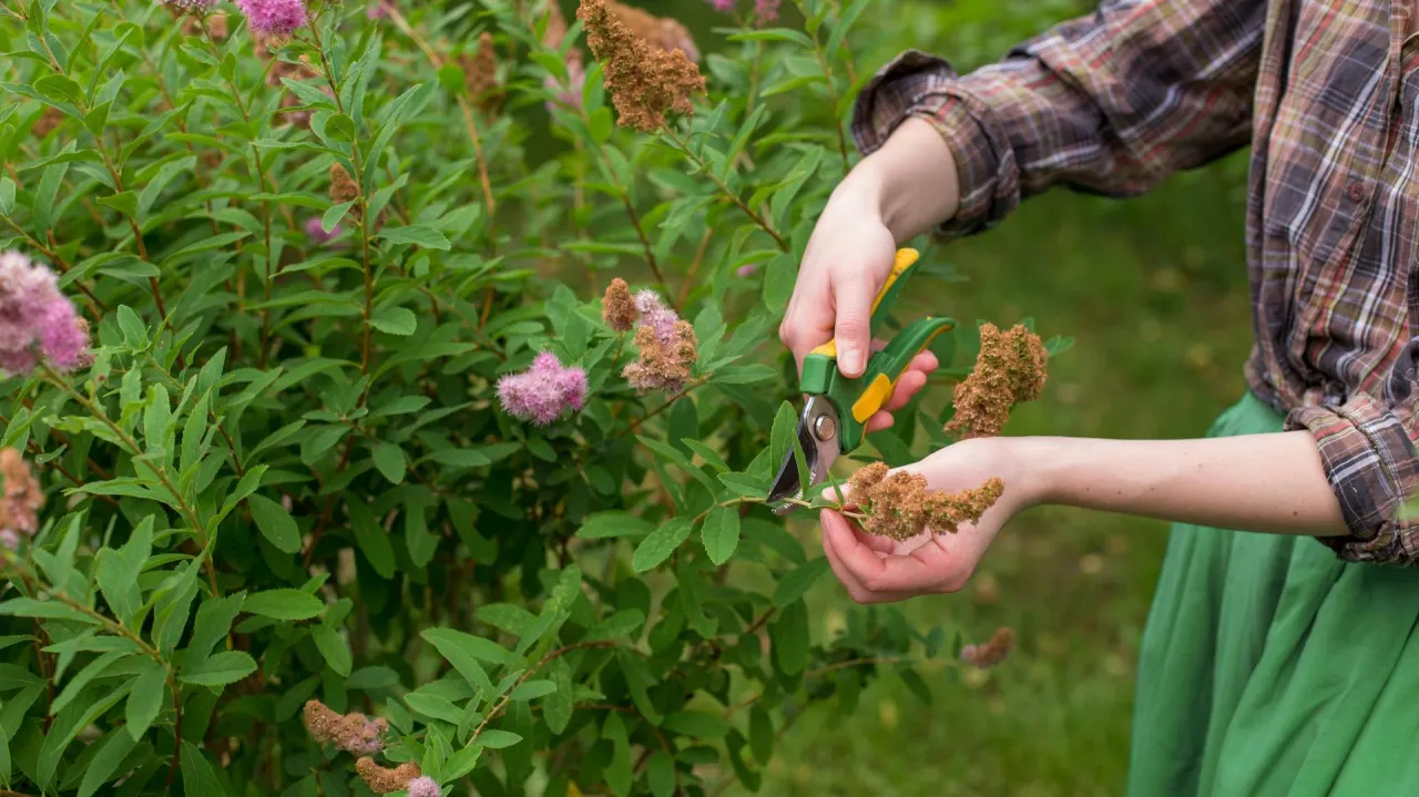 Dłonie przycinają tawułki sekatorami, usuwając przekwitłe kwiatostany. Wskaz&oacute;wki jak przycinać tawułki.