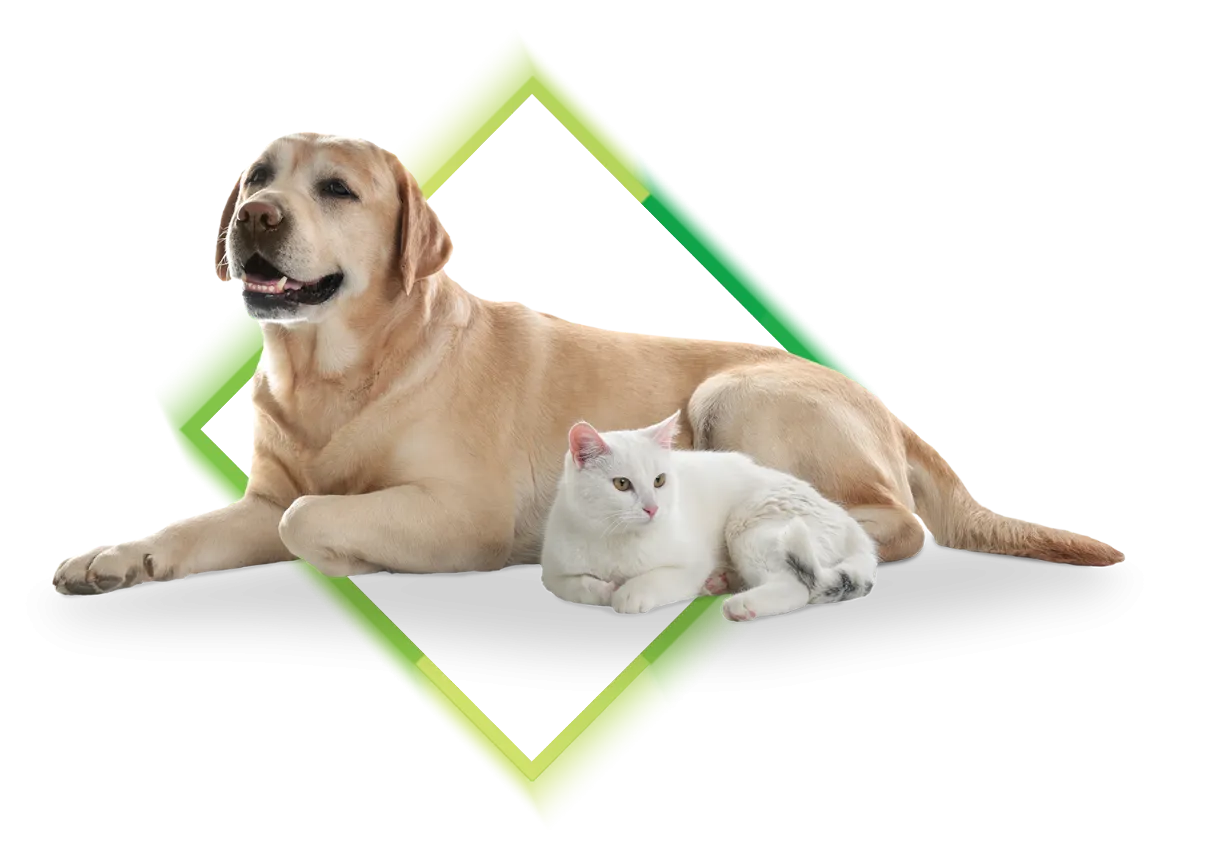 kalkulator koszty ubezpieczenia psa