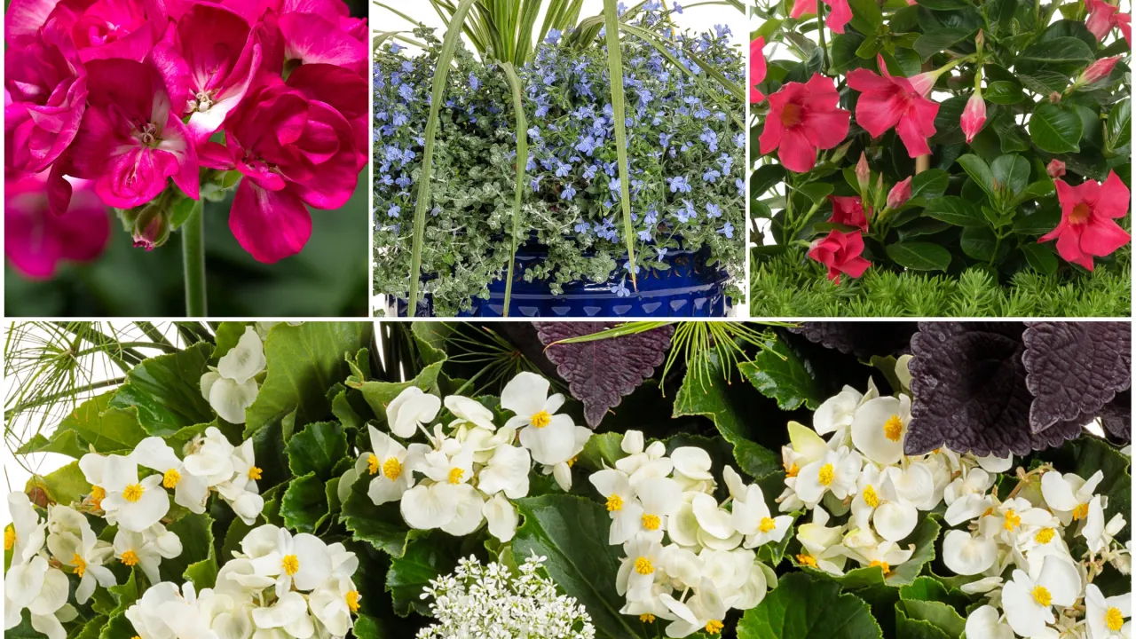 kwiaty balkonowe po 15 maja