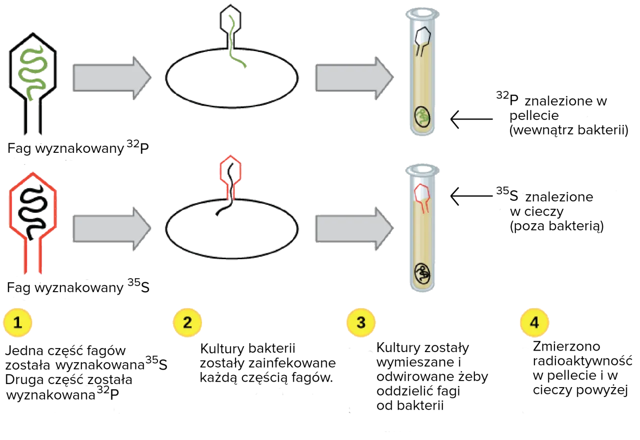 przeplatające się nici DNA i środowisko naturalne