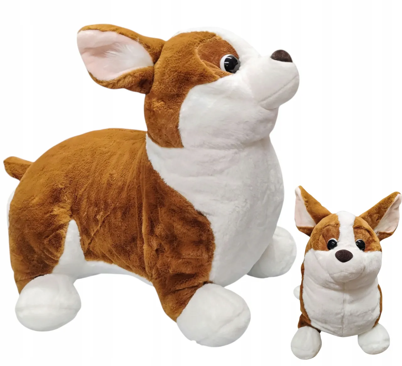 pluszaki psy popularne rasy