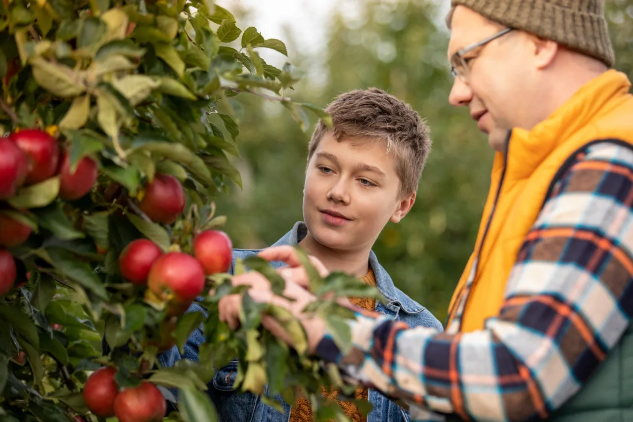 Chłopiec i mężczyzna w sadzie podziwiają czerwone jabłka. To piękny wiersz natury.