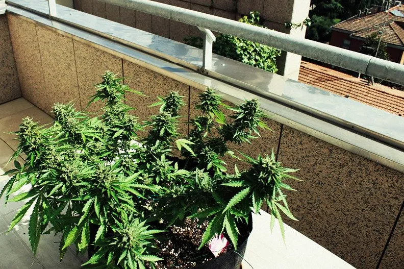 roślina konopi na słonecznym parapecie